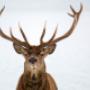 stag