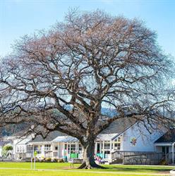 Upper Hutt Primary School
