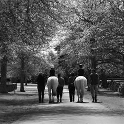 Ambury Park Centre for Riding Therapy Inc