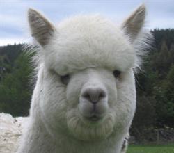 Flagstaff Alpacas and Wonderful Alpacas