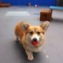 Happy Pawes Dog Day Care Experience