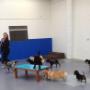 Happy Pawes Dog Day Care Little Dogs