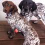 Happy Pawes Dog Day Care Puppy Socialisation