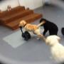 Happy Pawes Dog Day Care Puppy