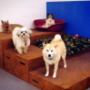 Happy Pawes Dog Day Care Small Dogs