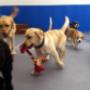 Happy Pawes Dog Day Care dogs