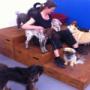 Happy Pawes Dog Day Care