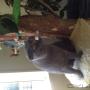 Uploaded by visitor on 02/03/2016 - Heixiu the Blue Scottish Fold in the Penthouse suite