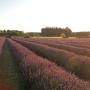 Lavender field