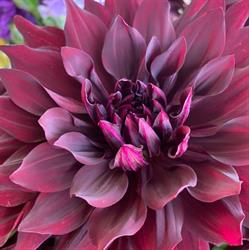 Molly Blooms