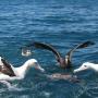 Albatrosses feeding