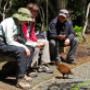 Entertaining a Stewart Island Weka on Ulva Island