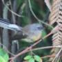 Fantail at Ship's Creek