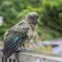 Kea on the Railing