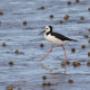 Pied Stilt