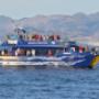 Whale Watching Kaikoura
