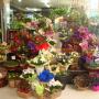 Florists in Dunedin - Orchid Florist