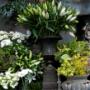 Florists in Dunedin - Orchid Florist