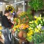 Florists in Dunedin - Orchid Florist