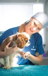 VETCARE Veterinary Hospital