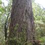 800yr old Rimu in Waitutu Forest