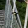 Company on the Wairaurahiri River Swing Bridge