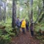 Passengers In Waitutu Podocarp Forest