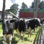 Uploaded by visitor on 06/04/2016 - Bulls grazing alongside cottage