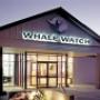 Whale Watch Kaikoura