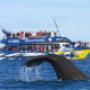 Whale Watching