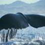 Whales New Zealand