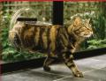 Cat & Dog Door Supply and Installation