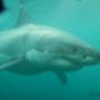 Uploaded by visitor on 25/07/2017 - Great White Shark July 2017