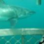 Uploaded by visitor on 25/07/2017 - Great White Shark swimming by cage July 2017