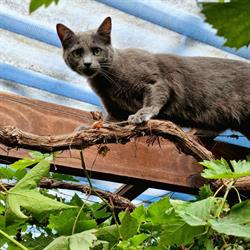 Seaview Cattery