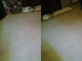 Carpet Cleaning