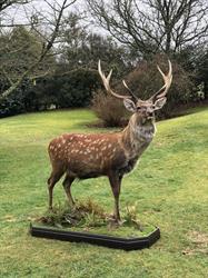 Sika Country Taxidermy Ltd