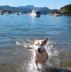 Picton Veterinary Clinic