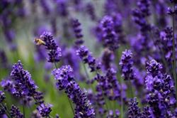 Leafy Hollow Lavender