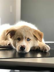 Crofton Downs Veterinary Clinic