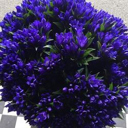 Four Seasons Florist