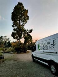 Evandale Gardens