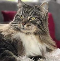Pakuranga Veterinary Clinic & Cattery