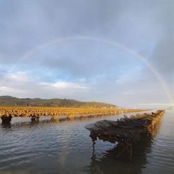 Coromandel Oyster Company Limited