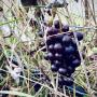 Black Albany Surprise grapes ready for harvest