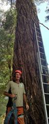 Tree Dynamics