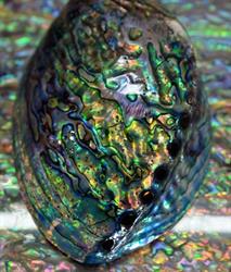 Southern Paua & Pacific Jewels