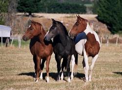 Westray Horse Treks