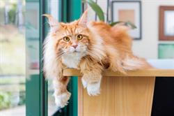 Hillcrest Cat Motel
