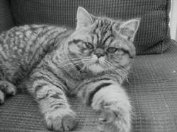 The Cattery